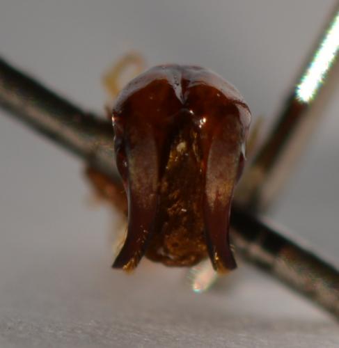 Pygora cowani